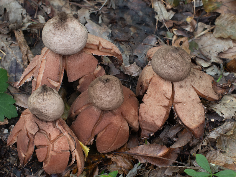 Geastrum rufescens